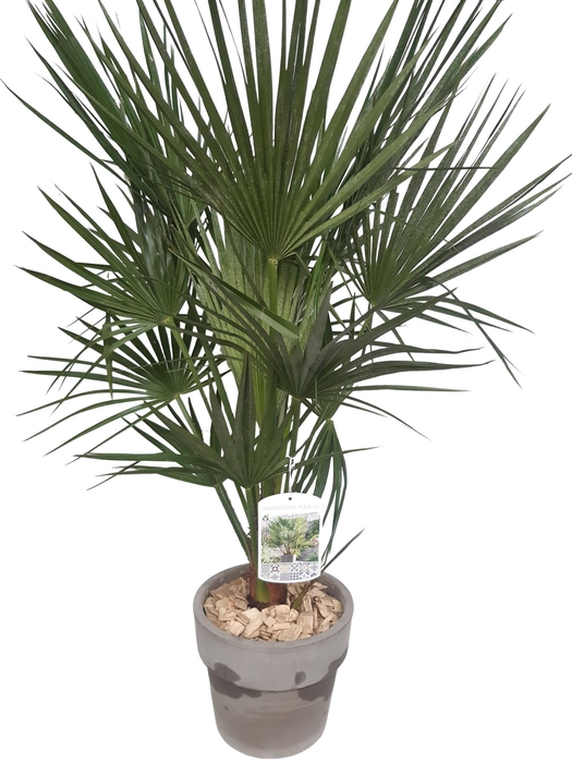 <h4>Arr.   Tuinplanten H%</h4>