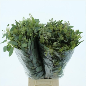 Euca Populus Berries Flowering Long 300gr