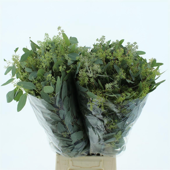 <h4>Euca Populus Berries Flowering Long 300gr</h4>