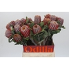 Banksia Coccinea