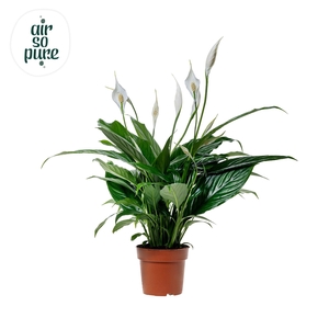SPATH SWEET CHICO