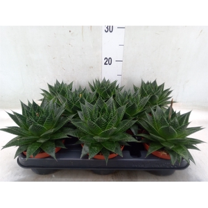 Aloe aristata 'Safari Ami'