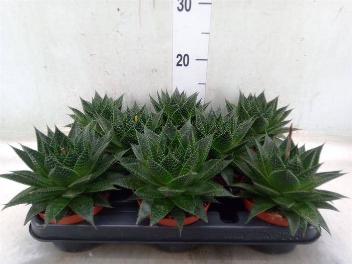 <h4>Aloe aristata 'Safari Ami'</h4>
