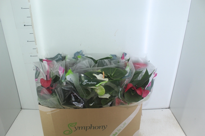 <h4>ANTHURIUM VARIADO P15</h4>