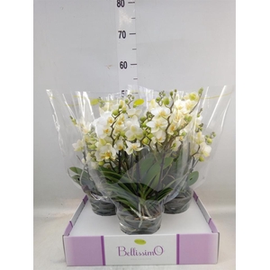 Phalaenopsis multi.   ...white