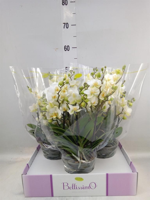 <h4>Phalaenopsis multi.   ...white</h4>