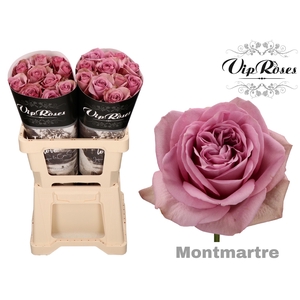 R GR MONT MARTRE+ x 20