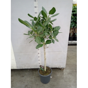 Ficus benghalensis 'Audrey'