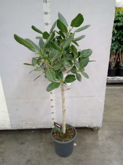 <h4>Ficus benghalensis 'Audrey'</h4>