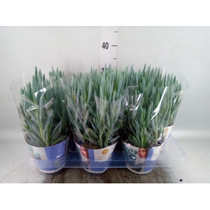 Curio ficoides 'Mount everest'