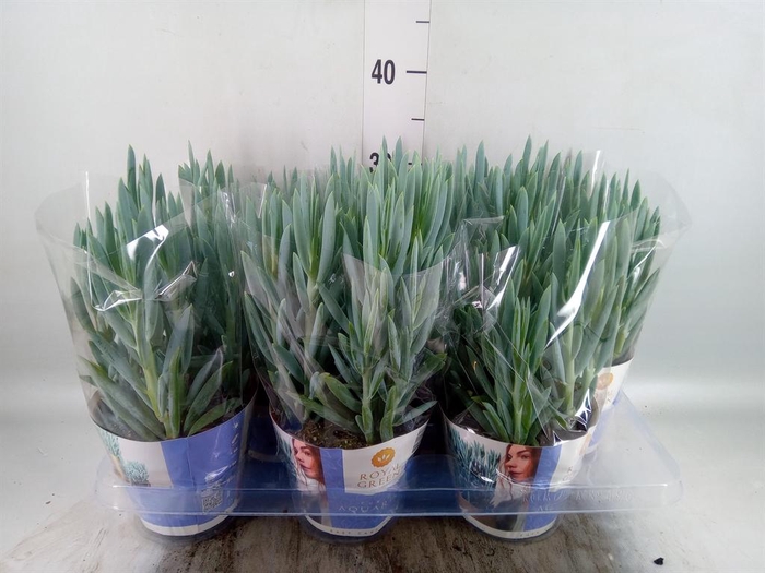 <h4>Curio ficoides 'Mount everest'</h4>