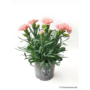 DIANTHUS CARYOPHYLLUS