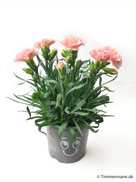<h4>DIANTHUS CARYOPHYLLUS</h4>