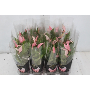 ANTHURIUM LILLI P09 PREMIUM