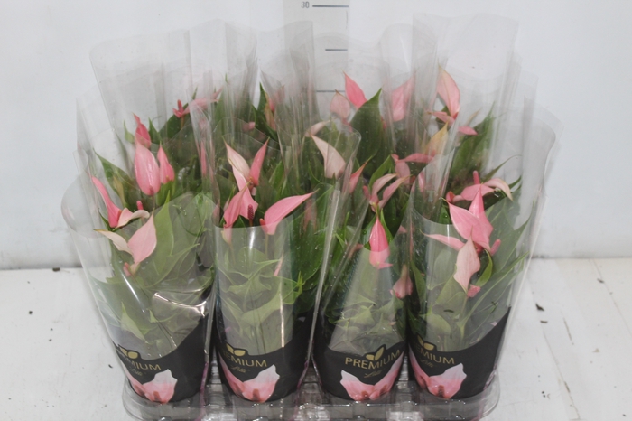 <h4>ANTHURIUM LILLI P09 PREMIUM</h4>