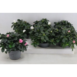 RHODO SI VOGEL GEM