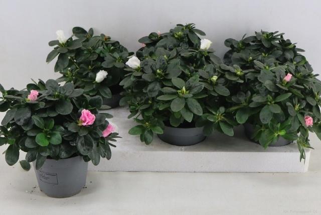 <h4>RHODO SI VOGEL GEM</h4>
