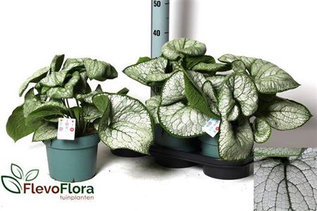 <h4>Brun Macrophylla</h4>