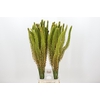Eremurus Pinokkio