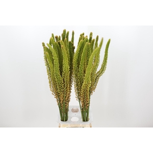 Eremurus Pinokkio