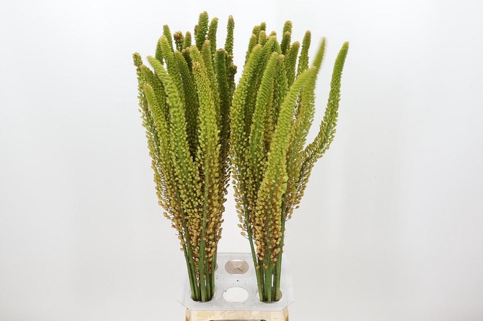 Eremurus Pinokkio