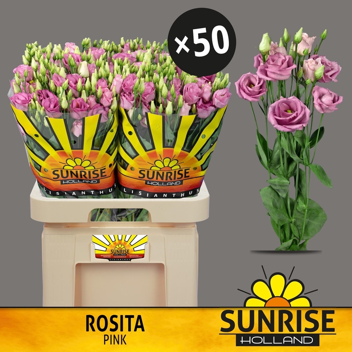 <h4>EUS G ROSI ROSE PINK</h4>