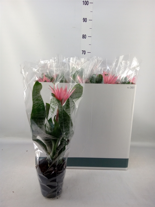 <h4>Aechmea fasciata 'Primera'</h4>