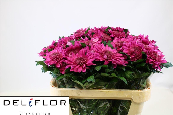 <h4>Chr G Ov Lilac</h4>
