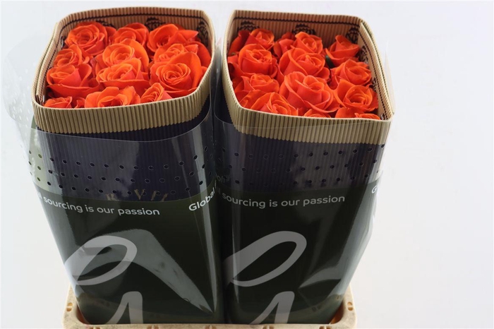 <h4>R Gr Bohemian</h4>