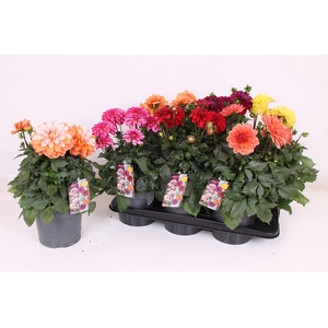 Dahlia XL 17 CM - Mixtrays