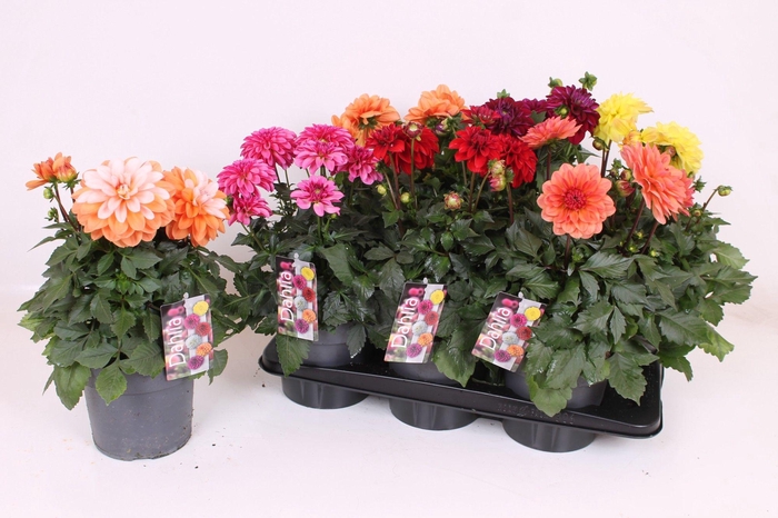 <h4>Dahlia XL 17 CM - Mixtrays</h4>