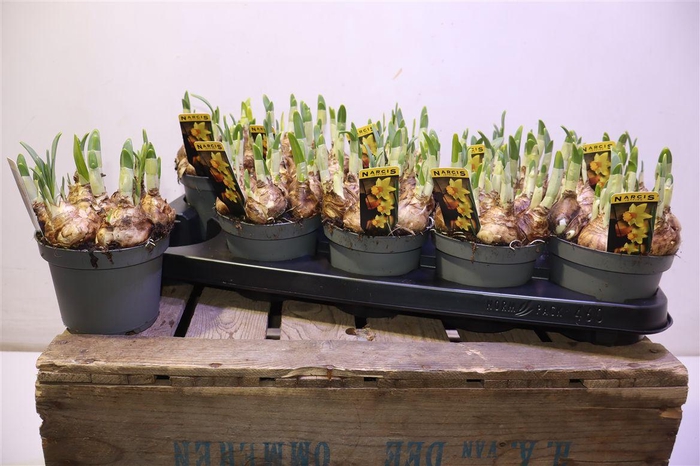 <h4>arr8 Narc C Jetfire</h4>