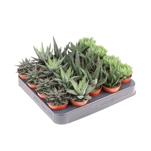 Haworthia op rij