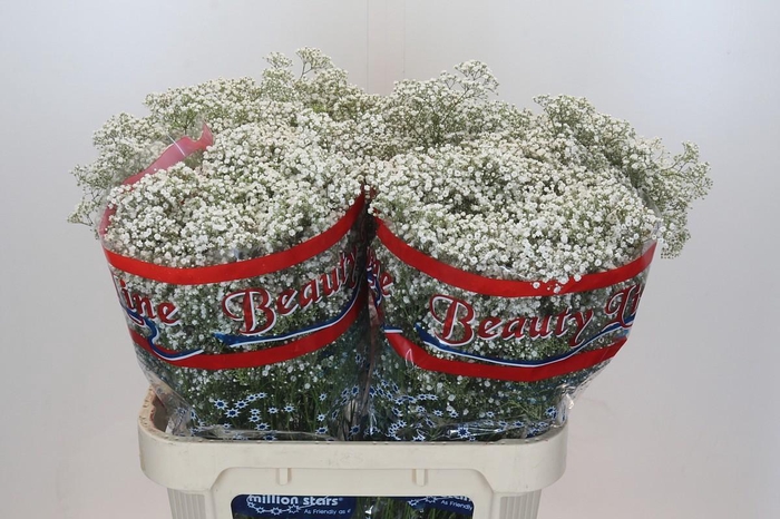 <h4>Gyps Million Stars</h4>