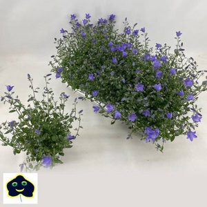CAMP ST SPRING BELL