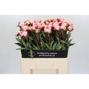 Paeonia florence nicholls