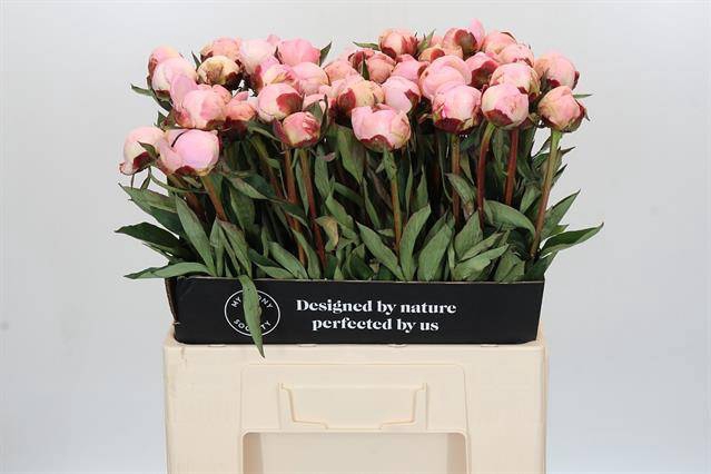 Paeonia florence nicholls
