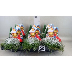 Soleirolia soleirolii   ...green