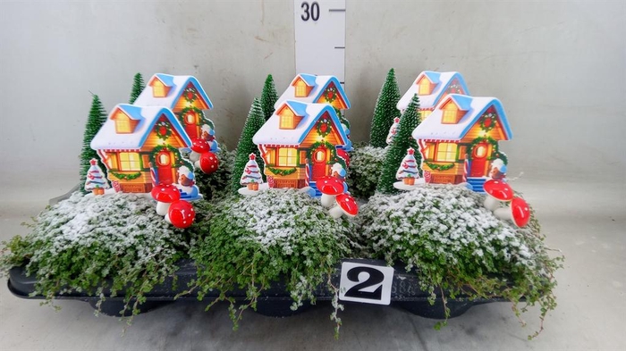 <h4>Soleirolia soleirolii ...green</h4>