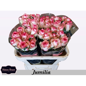 R GR JUMILIA