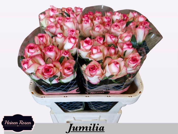 <h4>R GR JUMILIA</h4>