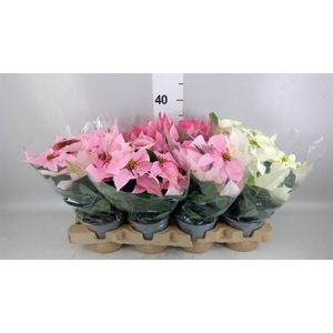 EUPHORBIA PULC. 'PRINC' MIX 6+