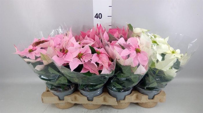 <h4>EUPHORBIA PULC. 'PRINC' MIX 6+</h4>