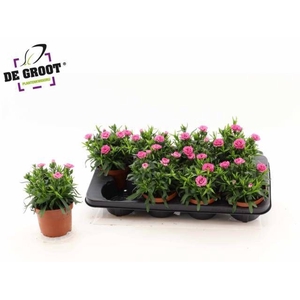 DIAN OSC PINK PURPLE