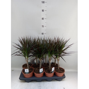 Dracaena marg. 'Magenta'