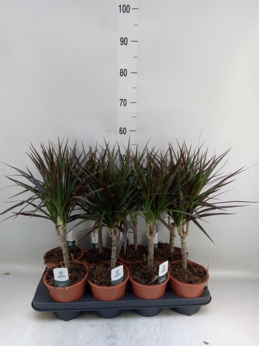 <h4>Dracaena marg. 'Magenta'</h4>