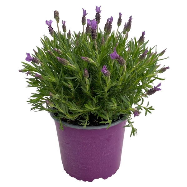 <h4>Lavandula Stoechas</h4>