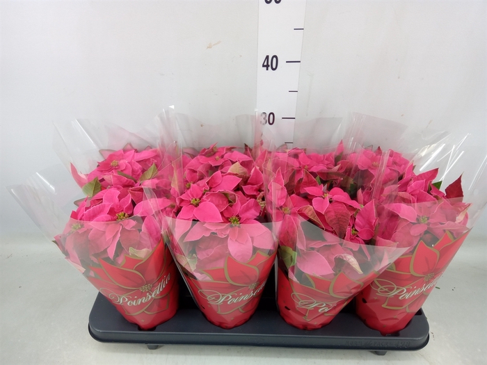 <h4>Euphorbia pulc. 'Princ Pink'</h4>