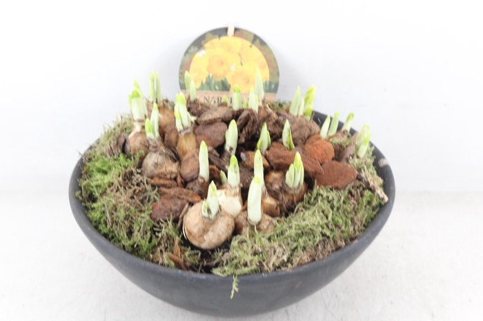 <h4>arr4 Narcis PL - Ker. Ebbischaal L</h4>