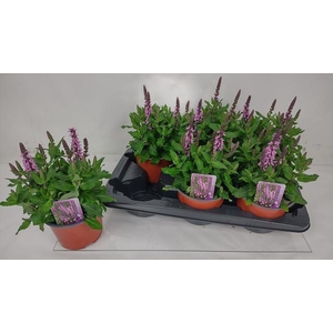 SALVIA NE MIDNIGH RS